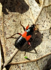 Prostemma aeneicolle