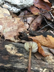Mycena atkinsoniana