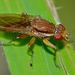 Napaeosciomyza - Photo (c) Steve Kerr, some rights reserved (CC BY), uploaded by Steve Kerr