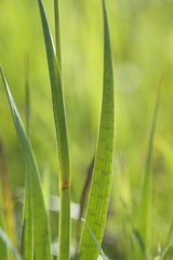 Juncus phaeocephalus phaeocephalus