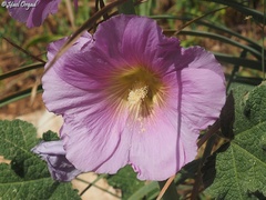 Alcea setosa