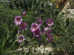 Alcea setosa