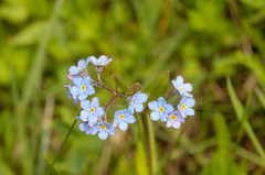 Myosotis asiatica
