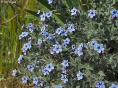 Alkanna strigosa