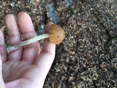 Psathyrella pseudovernalis
