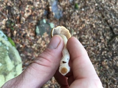 Psathyrella pseudovernalis