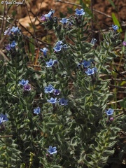 Alkanna strigosa