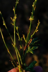 Oxygonum sinuatum