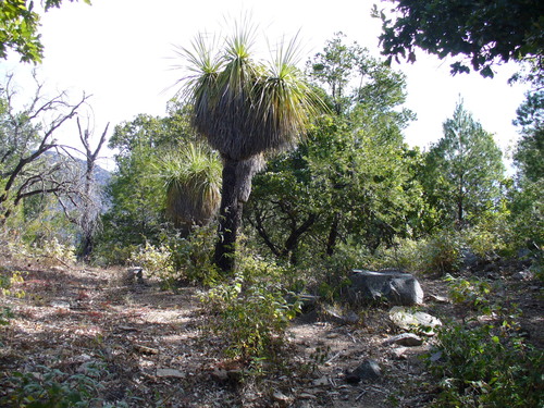 Nolina beldingii