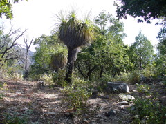 Belding's Beargrass (Nolina beldingii)