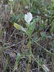 Vicia lutea cavanillesii