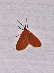 Eubaphe