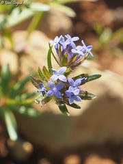 Asperula arvensis