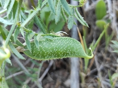 Vicia lutea cavanillesii