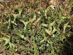 Astragalus asterias