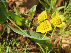 Bupleurum subovatum