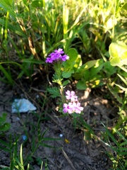 Glandularia polyantha