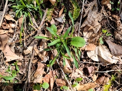 Silene virginica