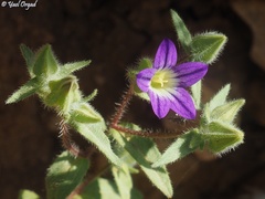 Campanula hierosolymitana