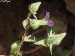 Campanula hierosolymitana