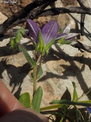 Campanula stellaris
