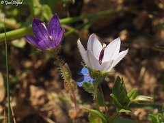 Campanula stellaris
