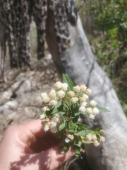 Ageratina paupercula