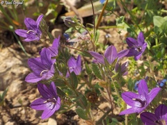 Campanula stellaris