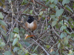 Pipilo maculatus × ocai