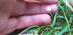 Fungi