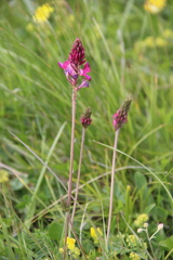 Onobrychis cyri