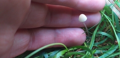 Fungi