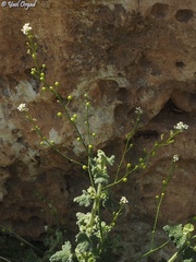 Crambe hispanica