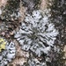 Mealy Shadow Lichen - Photo (c) Heikel B., some rights reserved (CC BY-NC)