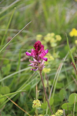 Onobrychis cyri