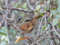 Pipilo maculatus × ocai