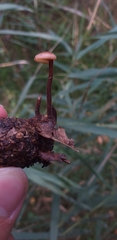Auriscalpium vulgare