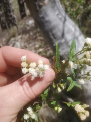 Ageratina paupercula