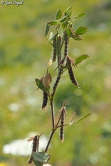 Ononis ornithopodioides
