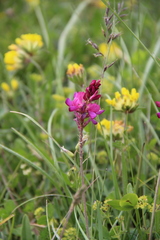 Onobrychis cyri