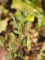 Ononis ornithopodioides