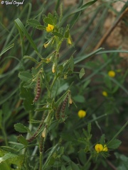 Ononis ornithopodioides