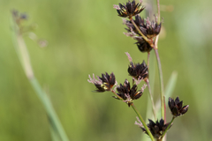 Juncus phaeocephalus phaeocephalus