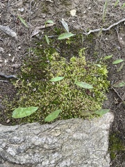 Haplocladium microphyllum