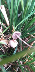 Fungi