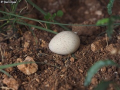 Burhinus oedicnemus