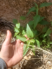 Ageratina paupercula
