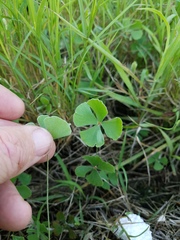 Marsilea macropoda