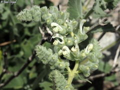 Salvia dominica