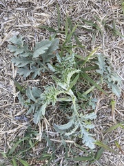 Parthenium confertum